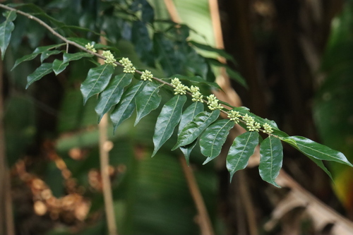 Casearia arborea — photo