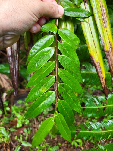 Casearia arborea — photo