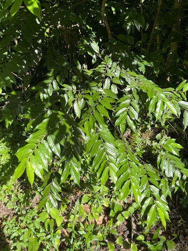 Casearia arborea