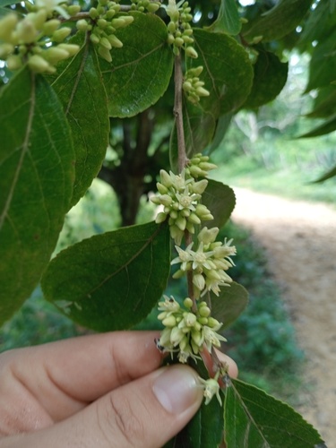 Casearia arguta — photo
