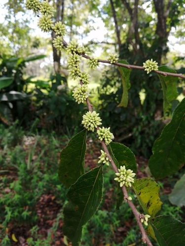 Casearia arguta — photo