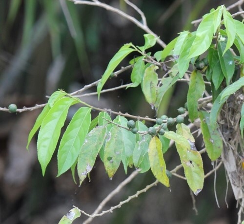 Casearia arguta