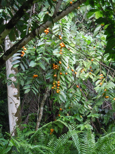 Casearia barteri (Punum) — photo