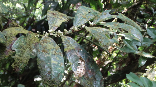 Casearia combaymensis
