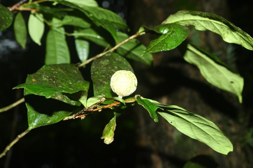 Casearia combaymensis — photo