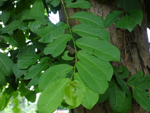 Casearia corymbosa (Corymbose casearia) — photo