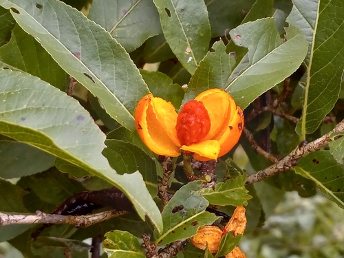 Casearia corymbosa