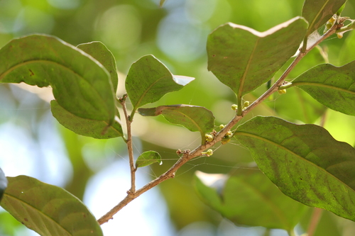 Casearia esculenta — photo