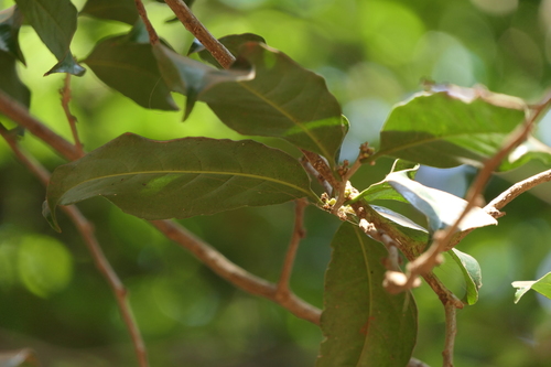Casearia esculenta — photo