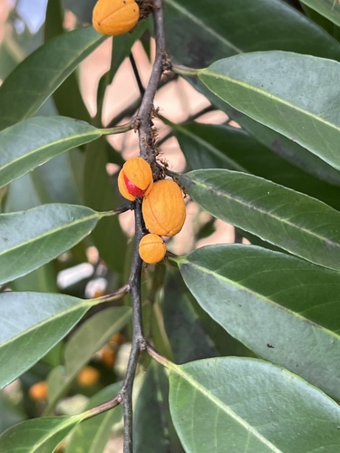Casearia esculenta