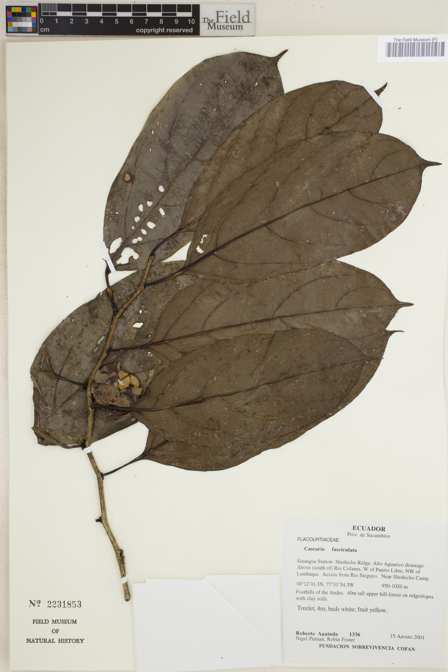 Casearia fasciculata — photo