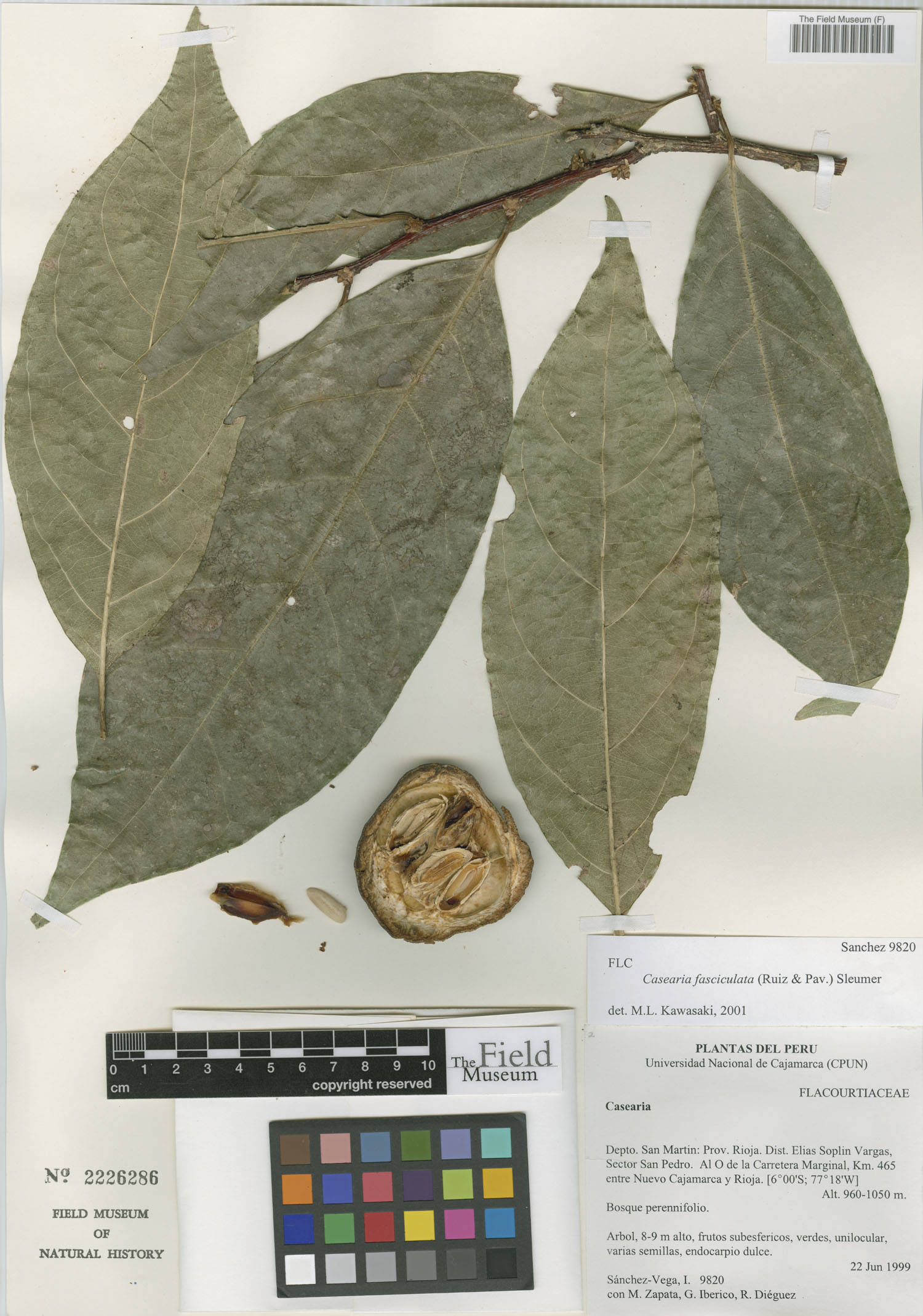 Casearia fasciculata — photo