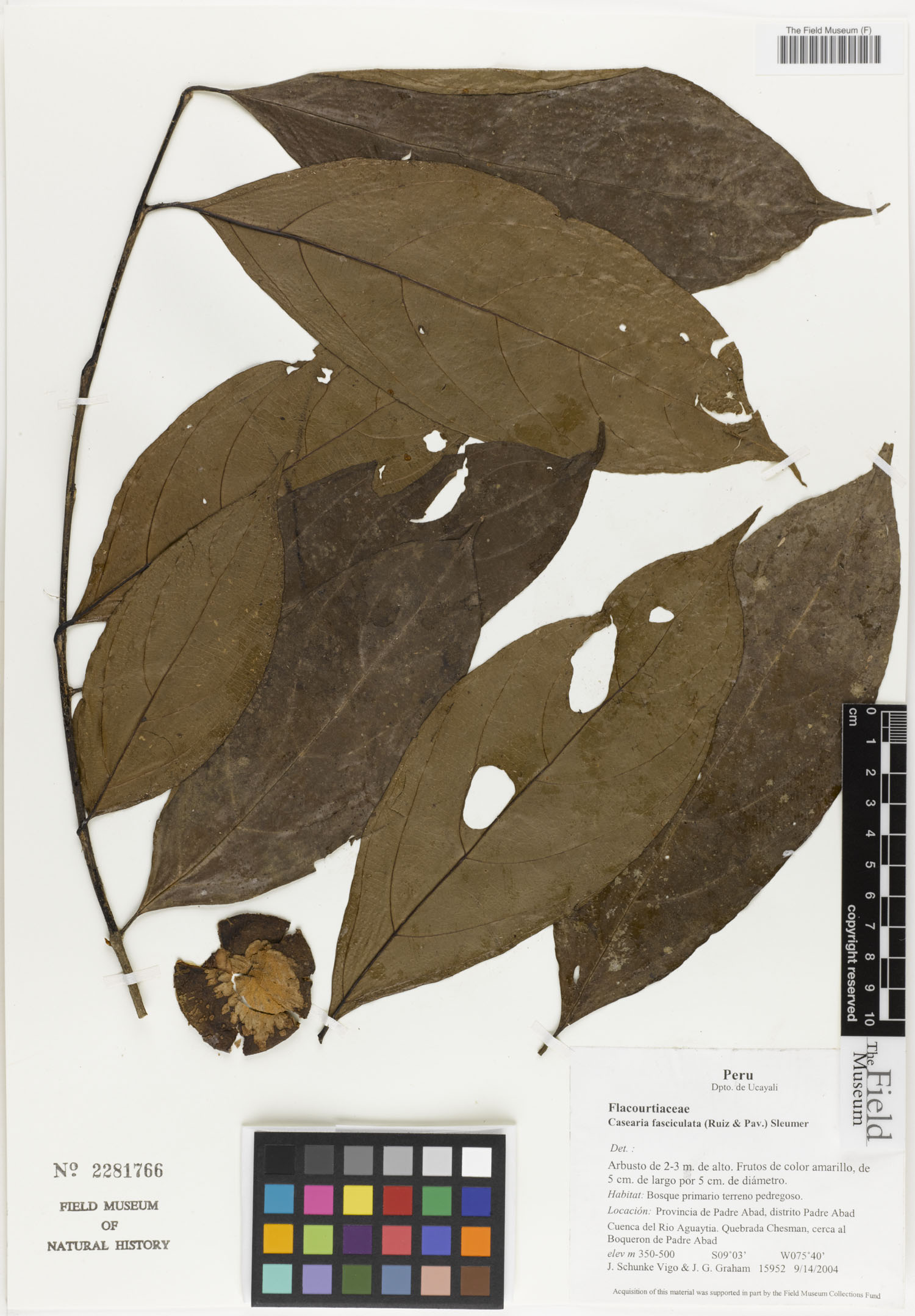 Casearia fasciculata