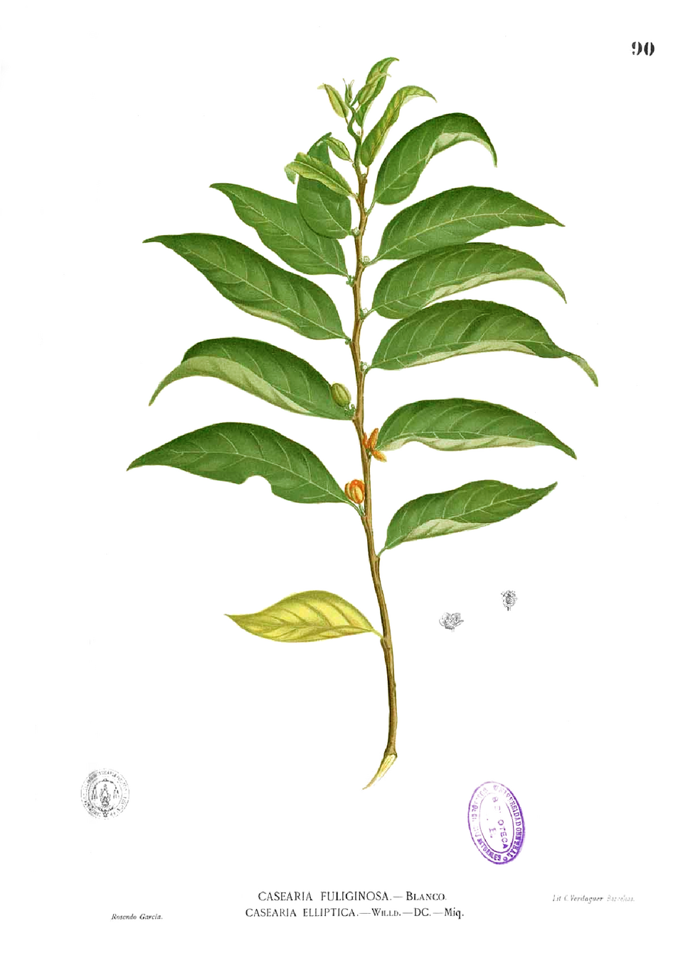 Casearia fuliginosa — photo