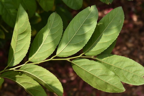 Casearia glomerata — photo