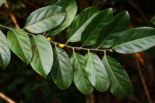 Casearia glomerata