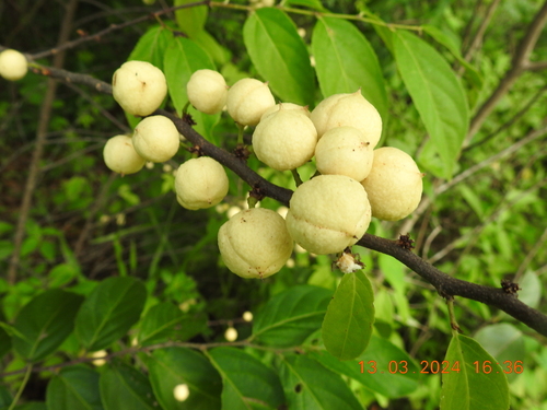 Casearia lasiophylla (Guacatunga) — photo