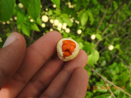 Casearia lasiophylla (Guacatunga) — photo