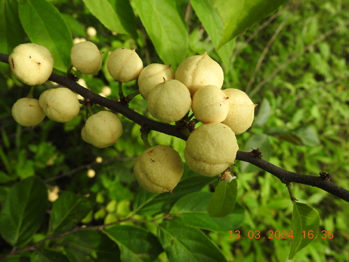 Casearia lasiophylla