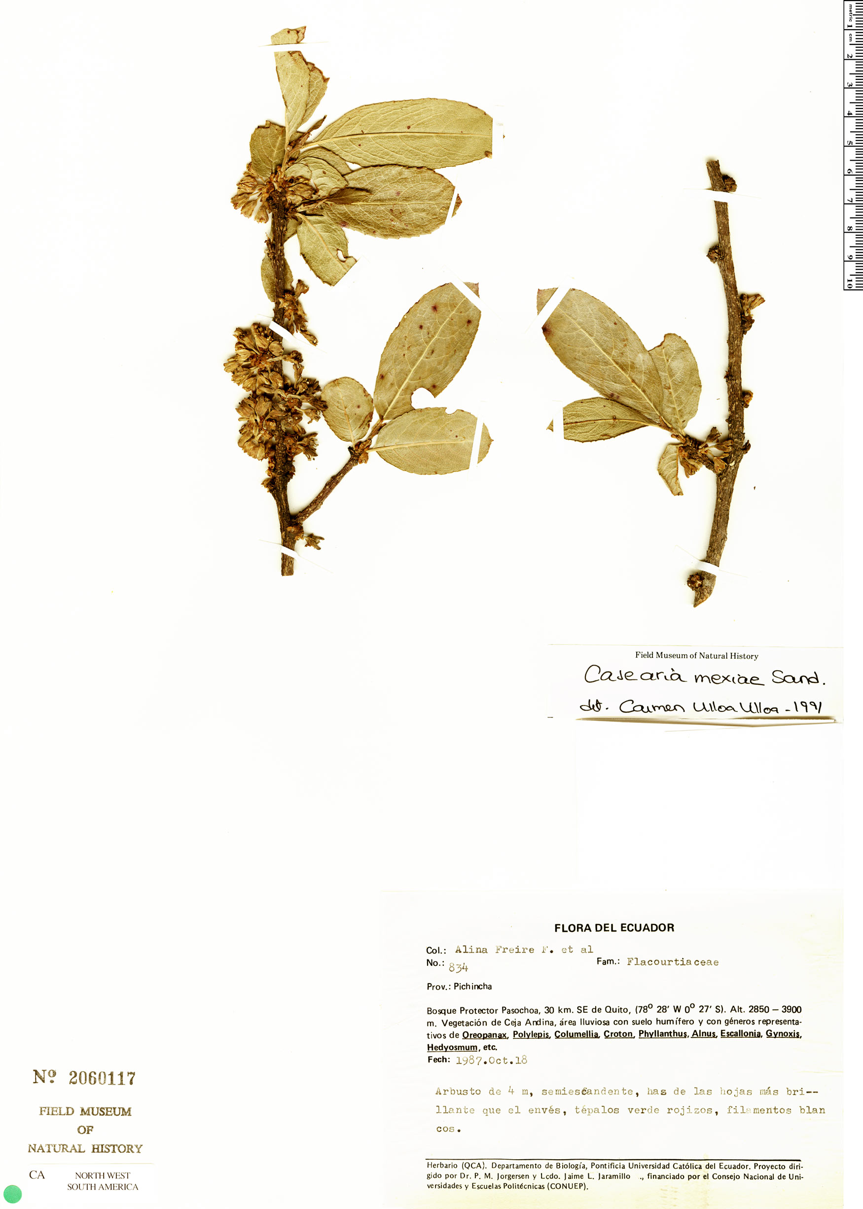 Casearia mexiae