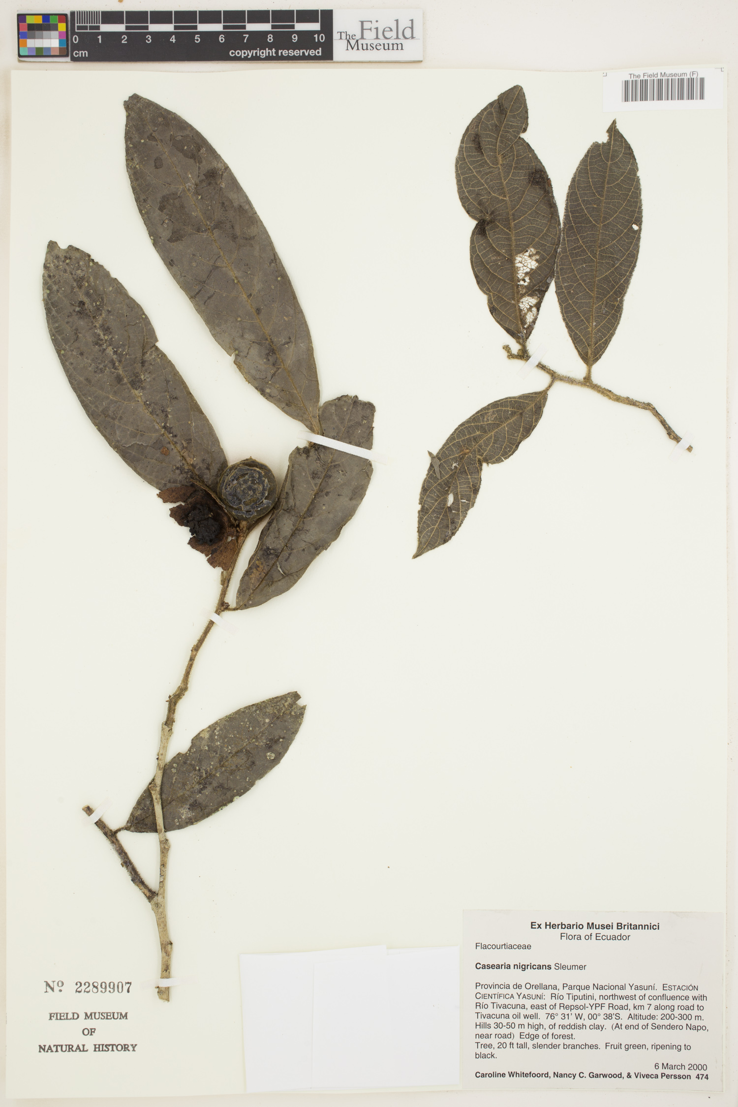Casearia nigricans (Blackish casearia) — photo