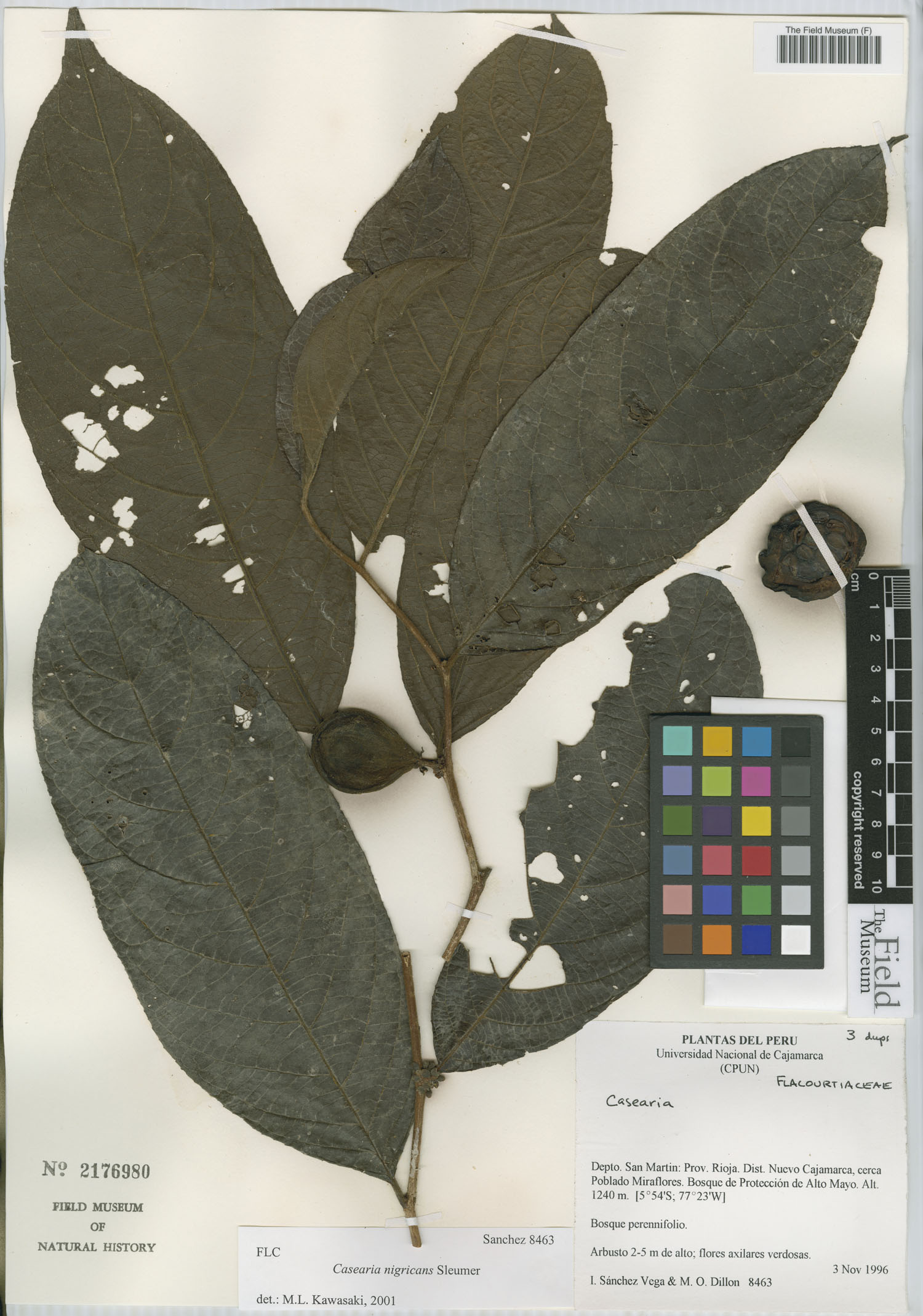 Casearia nigricans (Blackish casearia) — photo