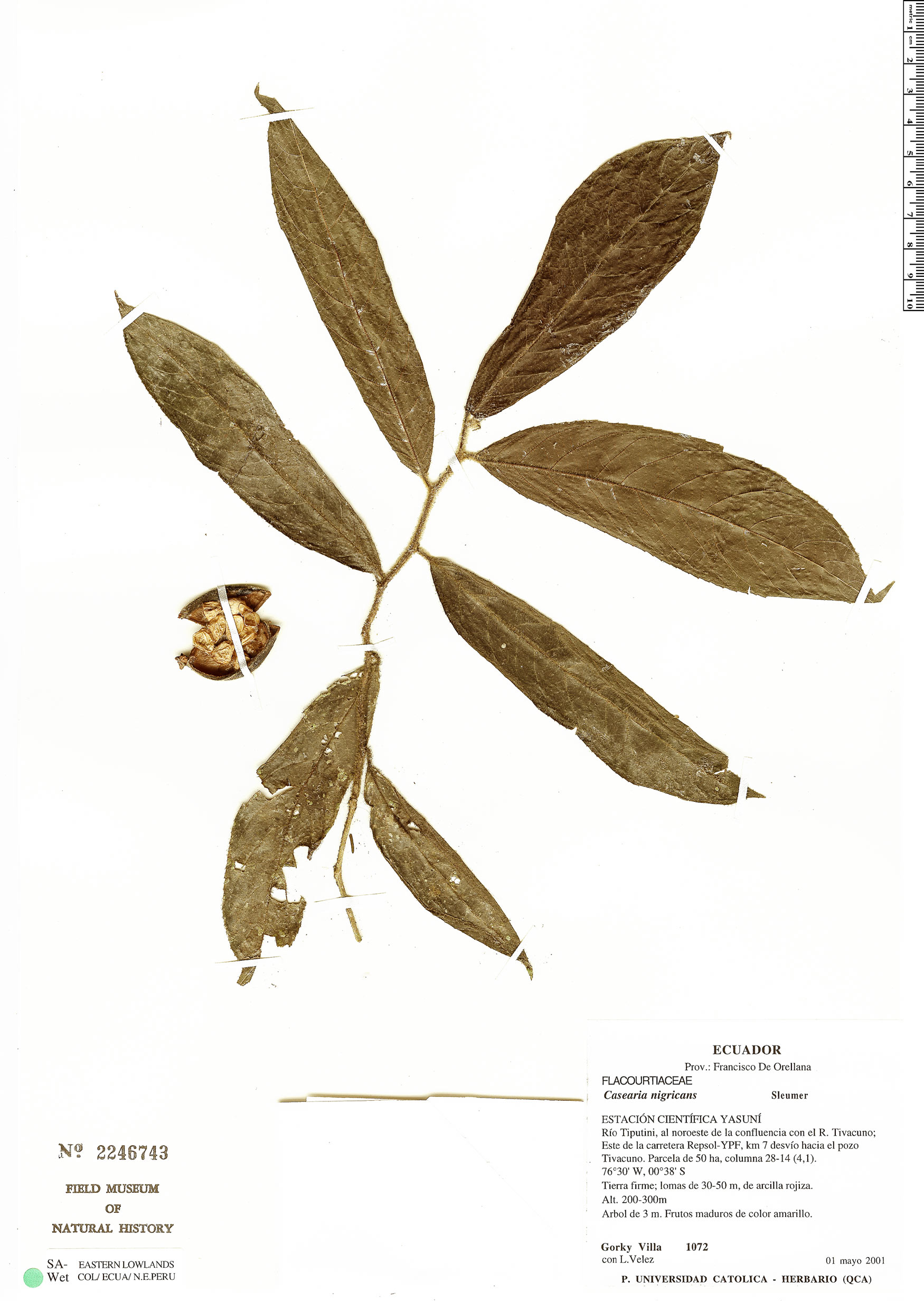 Casearia nigricans