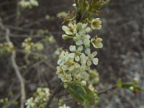 Casearia nitida (Smooth Casearia) — photo
