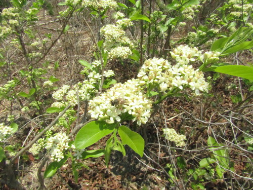 Casearia nitida (Smooth Casearia) — photo