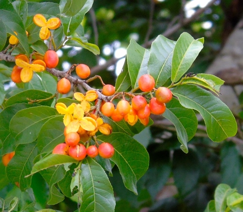 Casearia nitida
