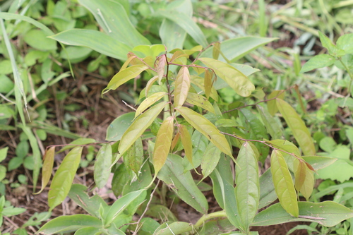 Casearia obovalis — photo