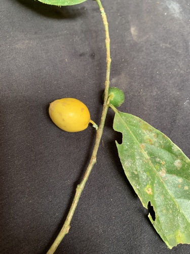 Casearia obovalis