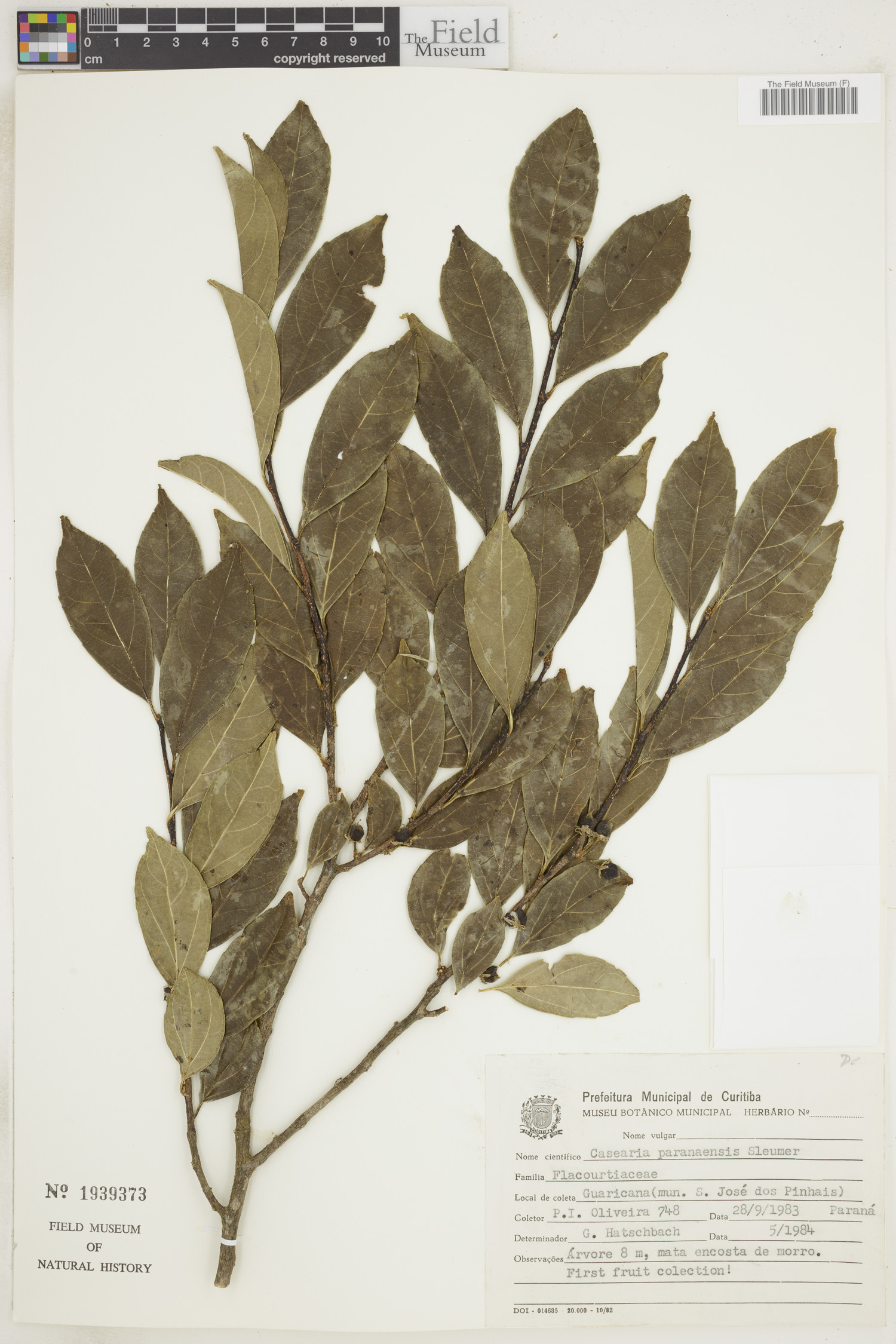 Casearia paranaensis (Curucuiba) — photo