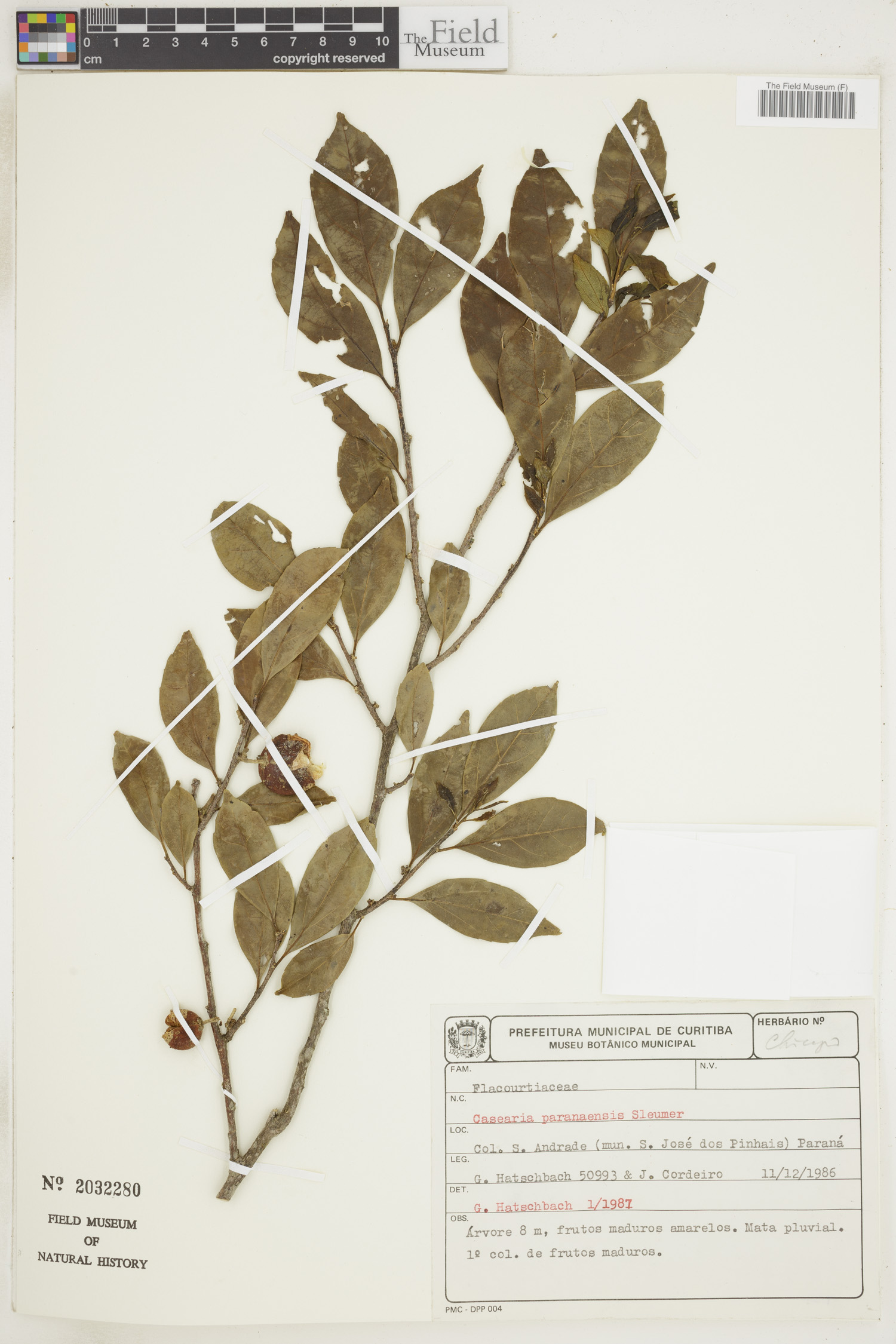 Casearia paranaensis
