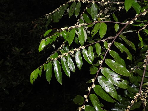 Casearia pitumba (Pitumba casearia) — photo