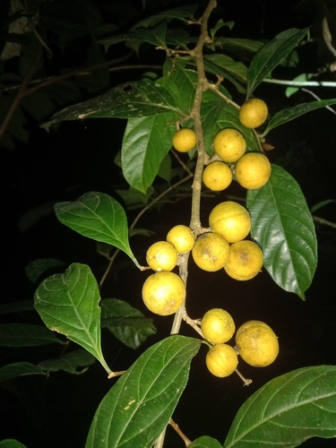 Casearia pitumba (Pitumba casearia) — photo