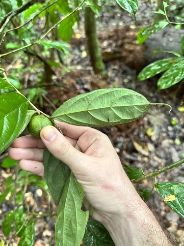 Casearia prunifolia — photo