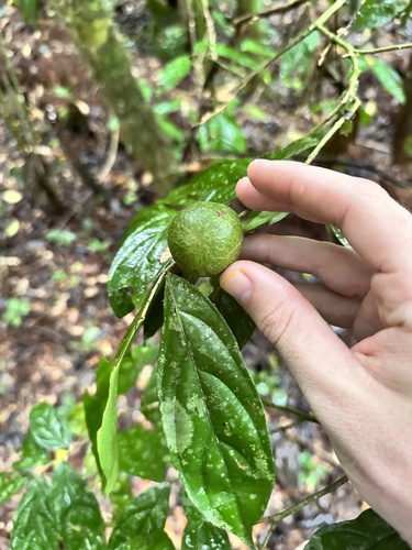 Casearia prunifolia — photo