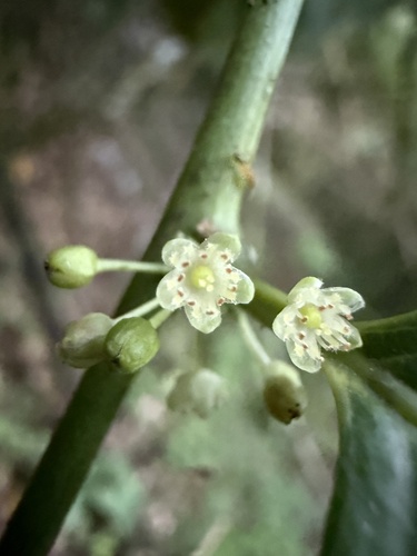 Casearia sylvestris