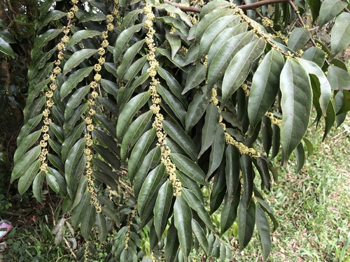 Casearia sylvestris var. lingua