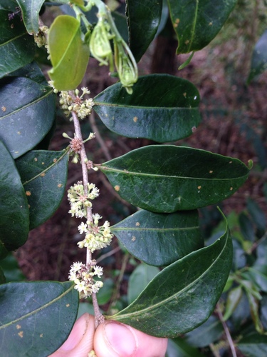 Casearia sylvestris — photo