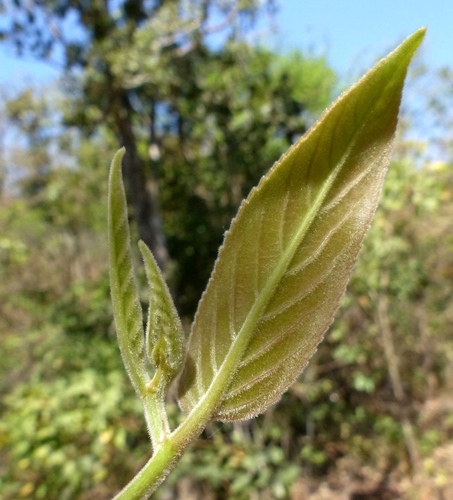 Casearia tomentosa (Toothed leaf chilla) — photo