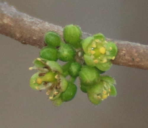 Casearia tomentosa