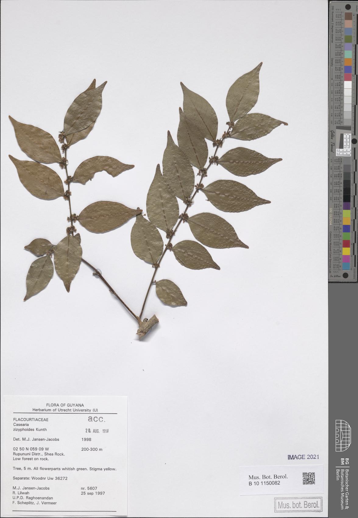 Casearia zizyphoides
