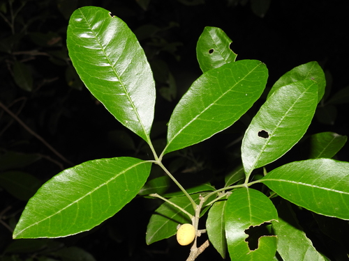 Casimiroa greggii