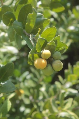 Casimiroa pringlei (Pringle's zapote) — photo