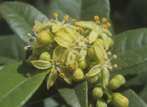 Casimiroa pringlei