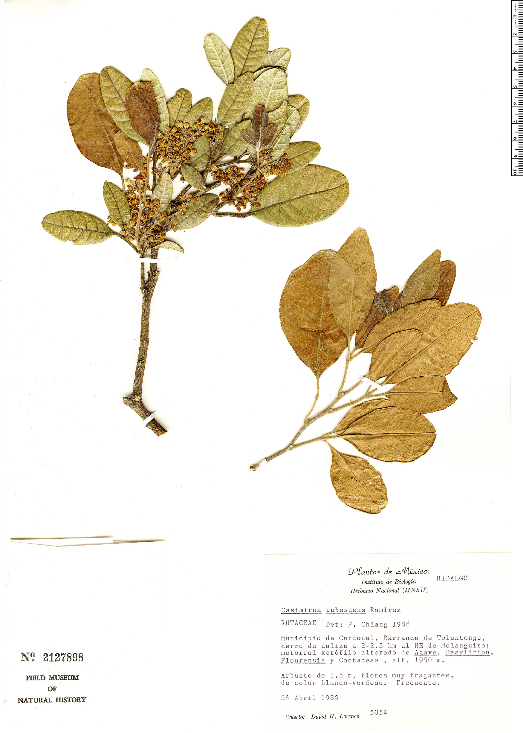 Casimiroa pubescens (White sapote relative) — photo