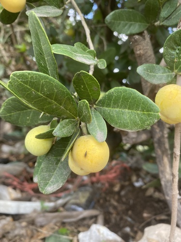 Casimiroa pubescens