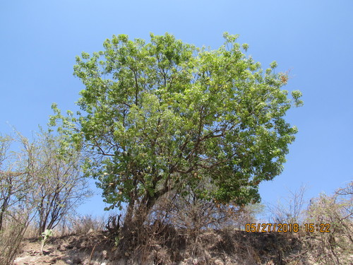 Casimiroa sapota (Woolly-leafed white sapote) — photo